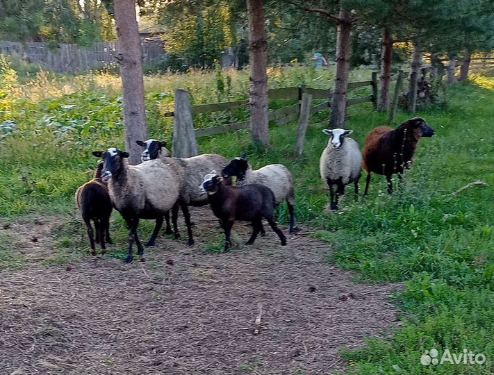 Овцы бараны ягнята