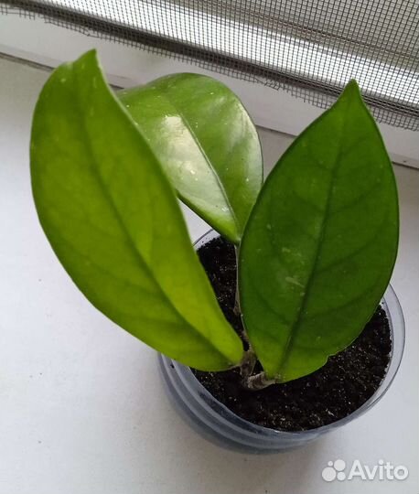 Хойя карноза