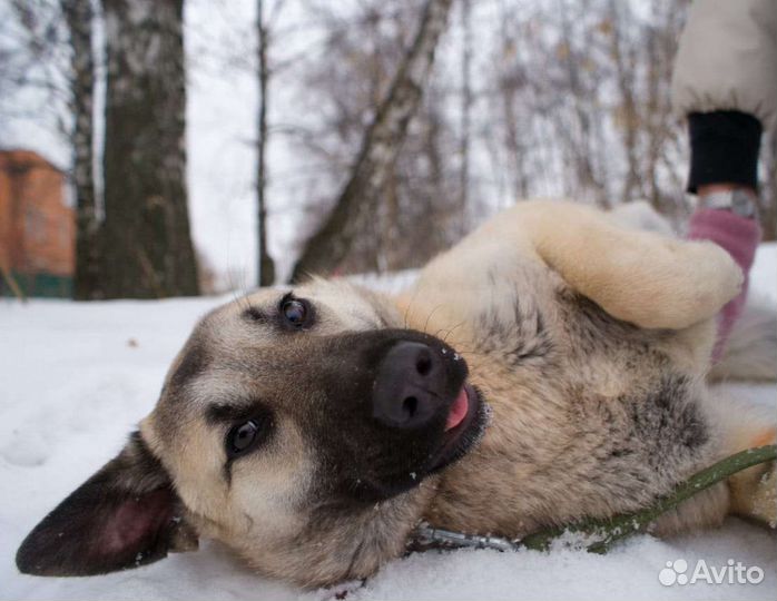 Собака ждёт