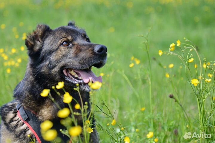 Настоящий пират Джек (собака) ищет друга