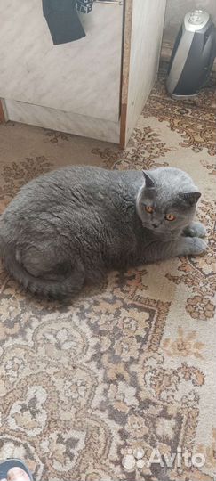 Британский котик бесплатно