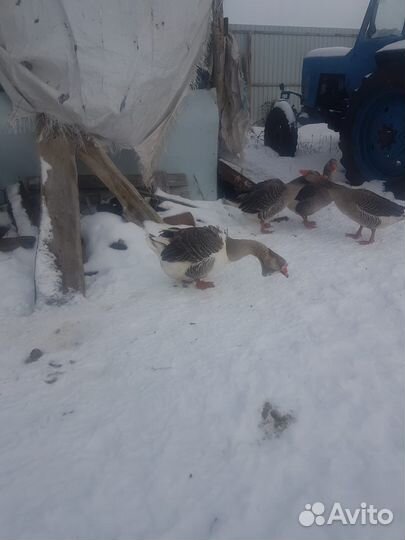 Гуси холмогоры