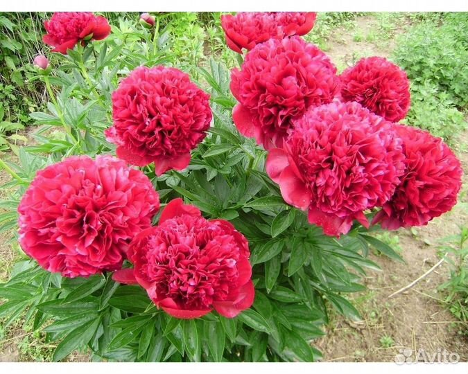 Пион молочноцветковый Red Sarah Bernhardt (Fiona)