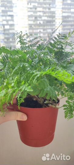 Папоротник даваллия