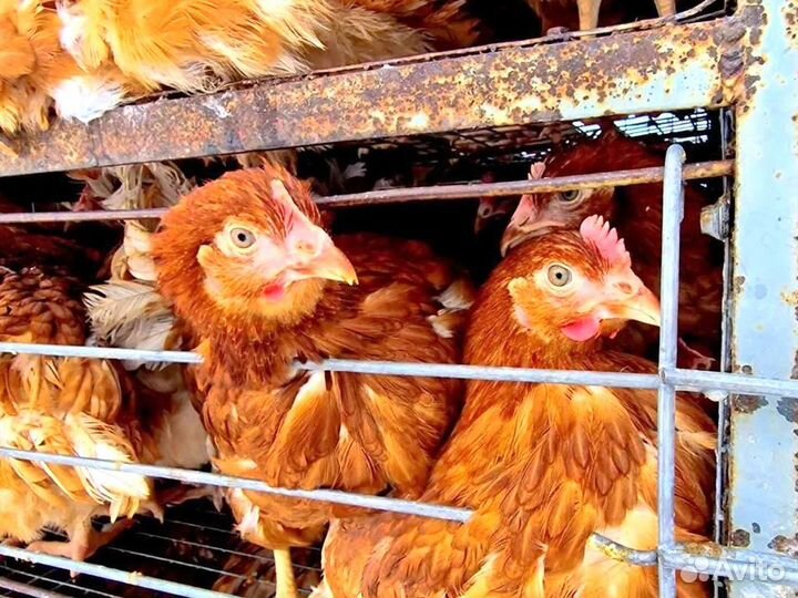 Куры несушки