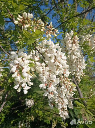 Продам мед оптом