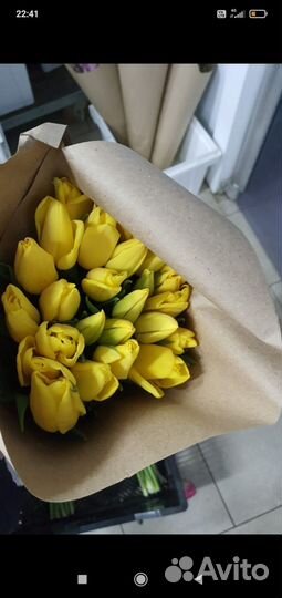 Луковицы тюльпанов