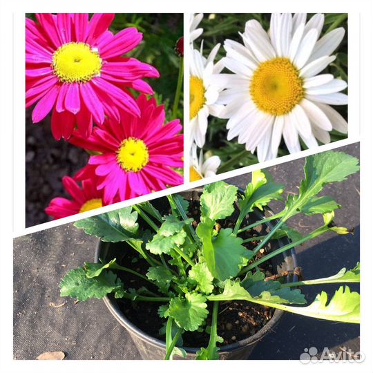 Многолетние цветы и растения