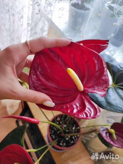Антуриум деликата гигант