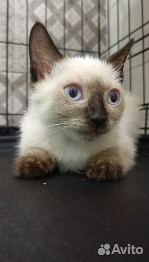 Отдам котят в ответственные руки