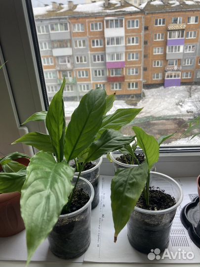 Спатифиллум