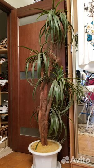 Интерьерная пальма с напольным горшком