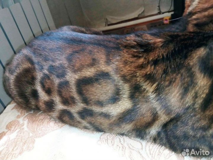 Бенгальский кот вязка