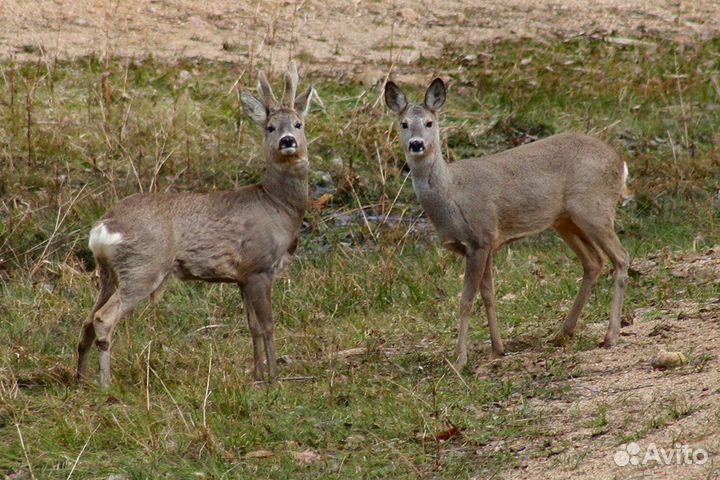 Приглашаем на охоту на косулю и кабана и утку