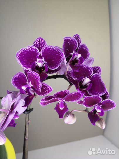 Орхидея вариегатная