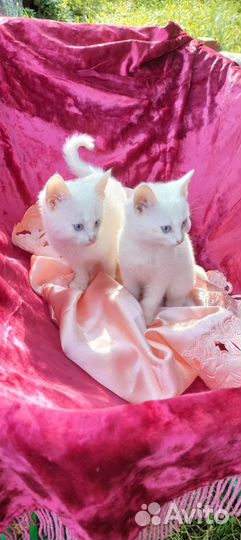 Турецкая ангора метис девочка