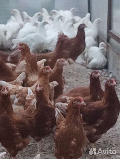 Куры несушки молодки красные