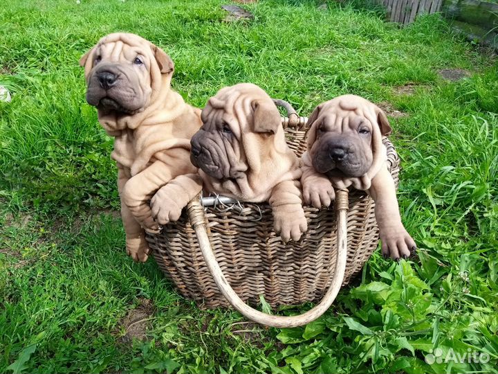 Шарпей щенки