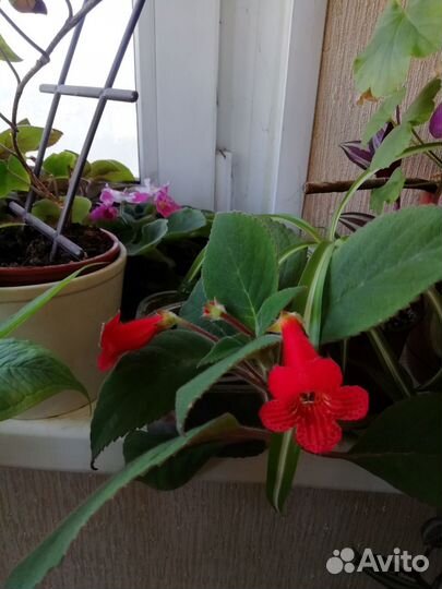 Традесканция рео