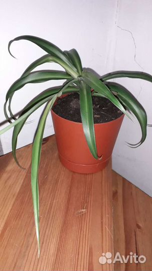 Комнатные цветы