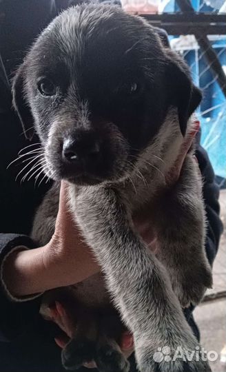 Помогите спасти малышей