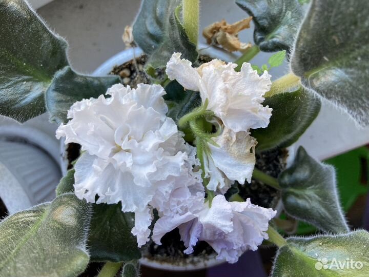 Белая фиалка