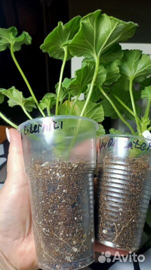 Пеларгония сортовая,коллекционная