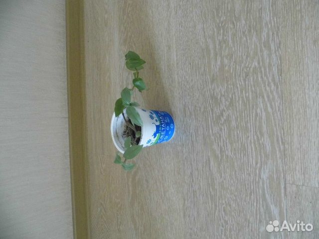 Эухарис,рео,алоэ, традесканция