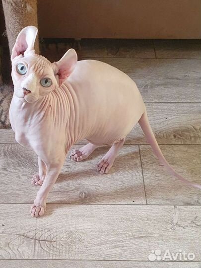 Канадский сфинкс эльф