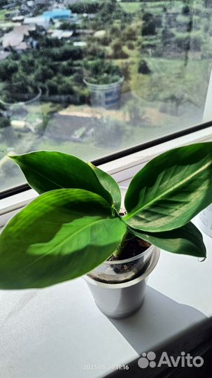 Банан сорт киевский карлик