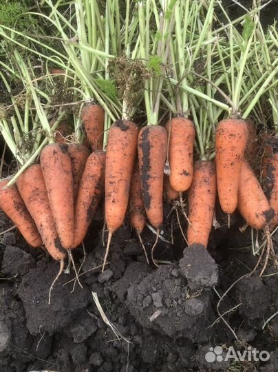 Морковь 1 и 2 сорт (перемешка )