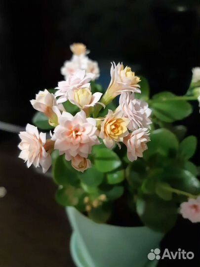 Каланхоэ цветущий