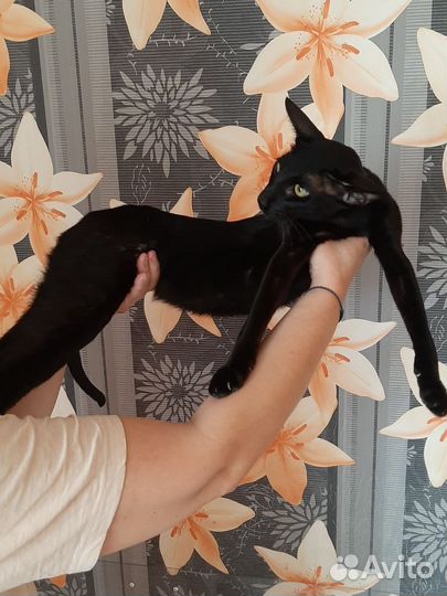 Ориентальные очаровательные