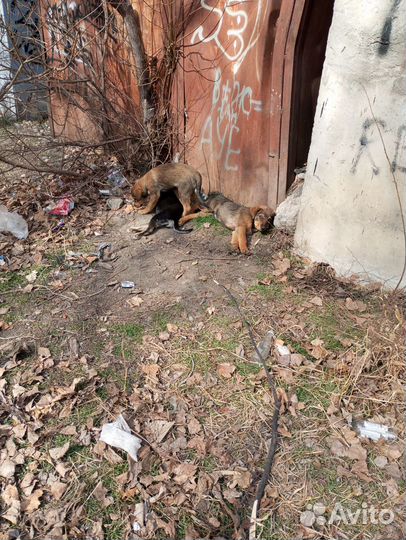 Щенята 2 месяца