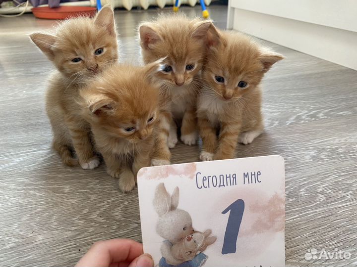 Котята мейн-кун рыжие