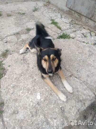 Собака в добрые руки