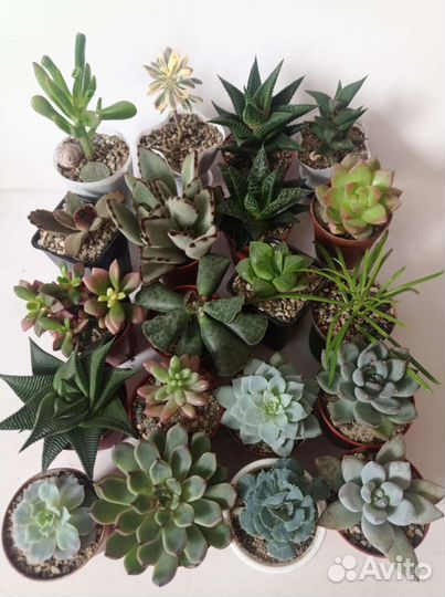 Суккуленты и кактусы