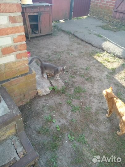 Котята бесплатно