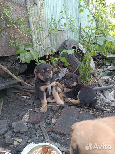 Отдам бесплатно щенки