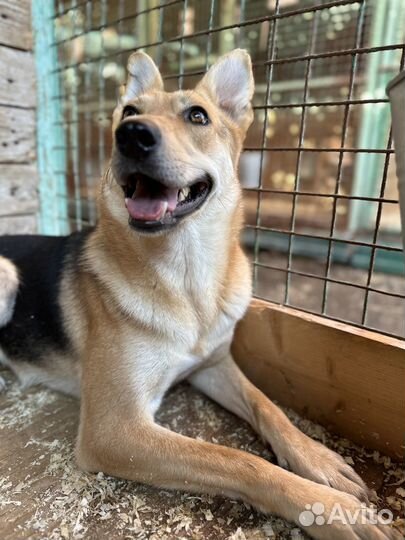 Хрупкая красавица Айва оказалась в приюте