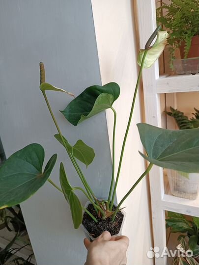 Антуриум Амалия. Деленки