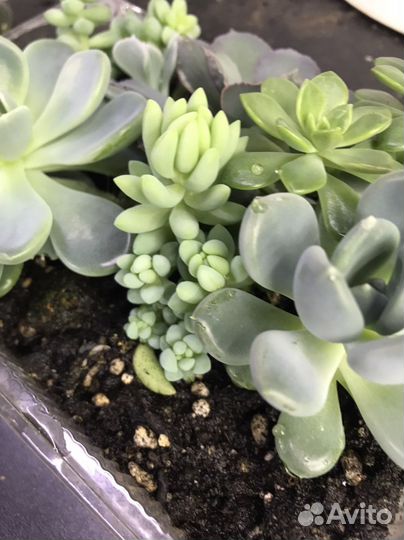 Суккуленты