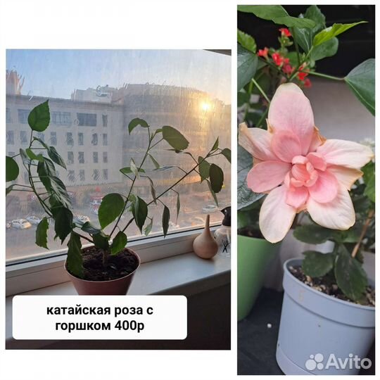 Гибискус китайская роза