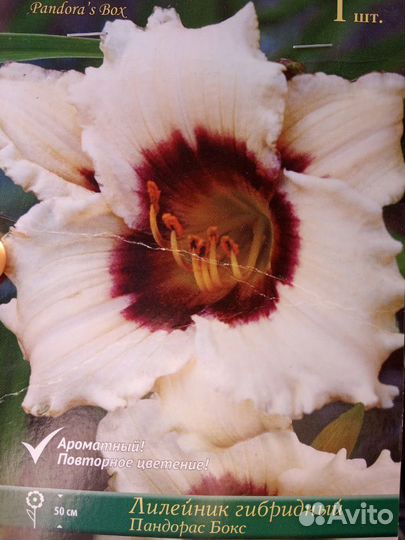 Лилейник много сортов