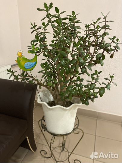 Крассула -толстянка (денежное дерево)