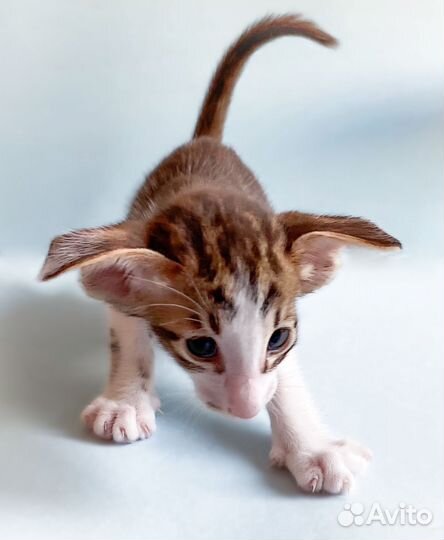 Ориентальные котята