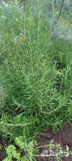 Розмарин саженцы