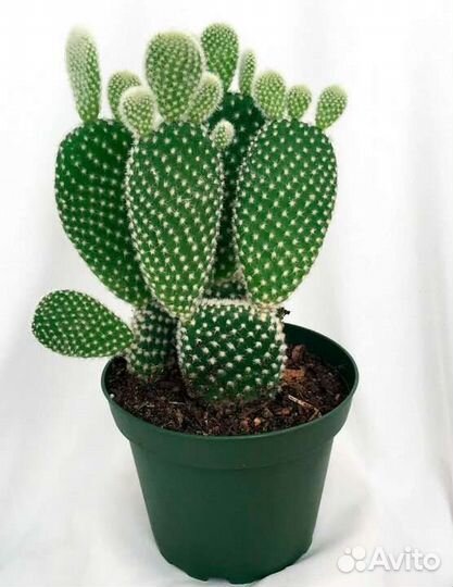 Кактус Опунция, ростки