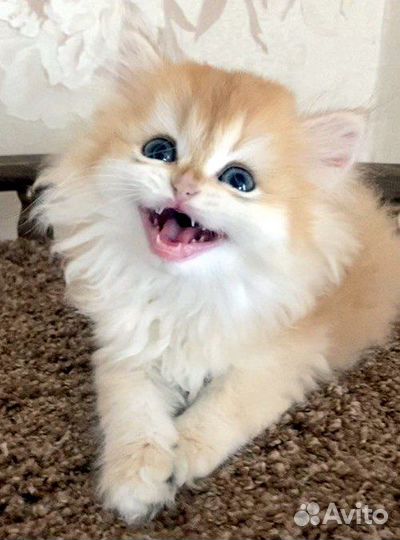 Длинношерстная британка золотая шиншилла