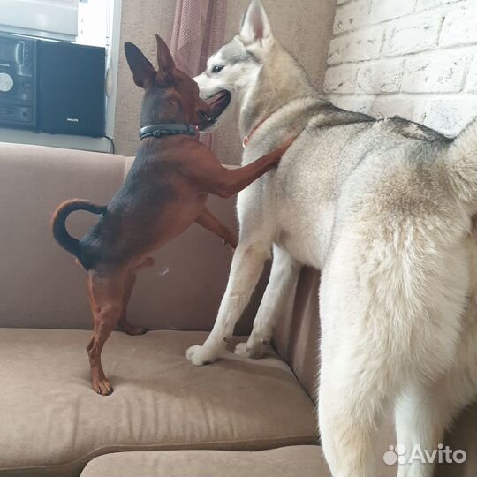 Передержка собак в частном доме. Свободный выгул